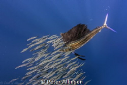Sailfish hunting sardines about 50 miles off the coast of... by Peter Allinson 